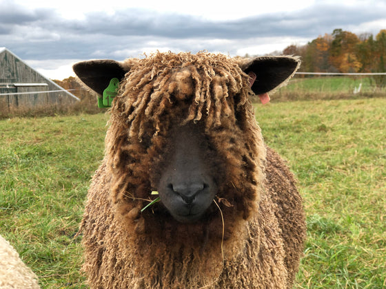 Welcome to our new website!