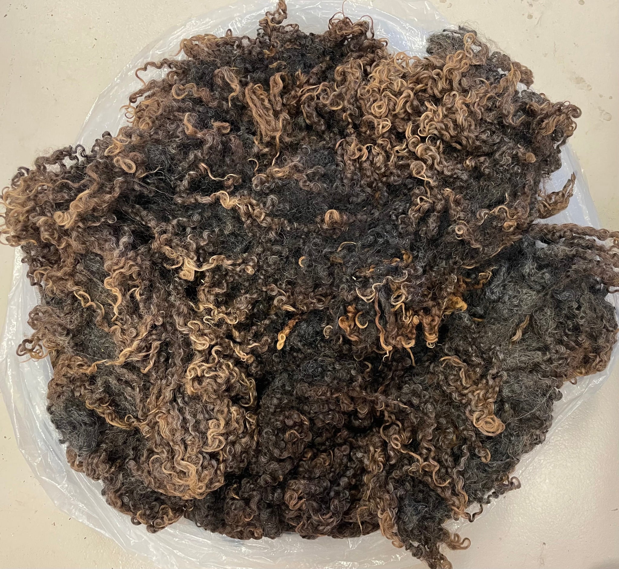 Grey Wensleydale Ewe Raw Fleece 1916